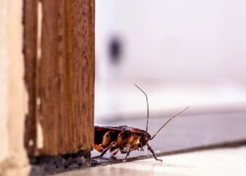 O que significam baratas no seu quarto segundo especialistas e como acabar com elas