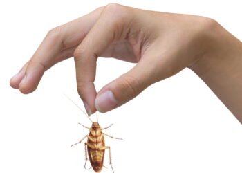 5 Formas caseiras de acabar com Baratas