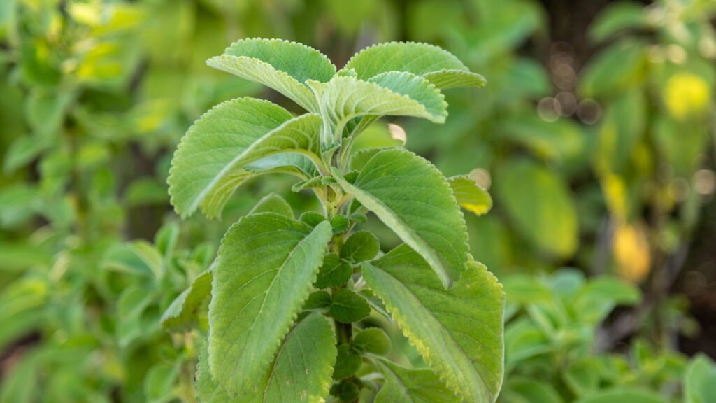Como plantar boldo em casa? Veja o passo a passo!
