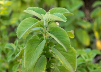 Como plantar boldo em casa? Veja o passo a passo!