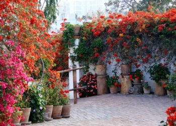 10 plantas perfeitas para valorizar a fachada da sua casa