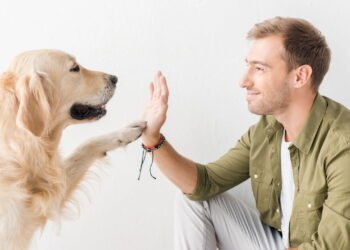 Por que seu cachorro te segue por todos os cantos da casa?