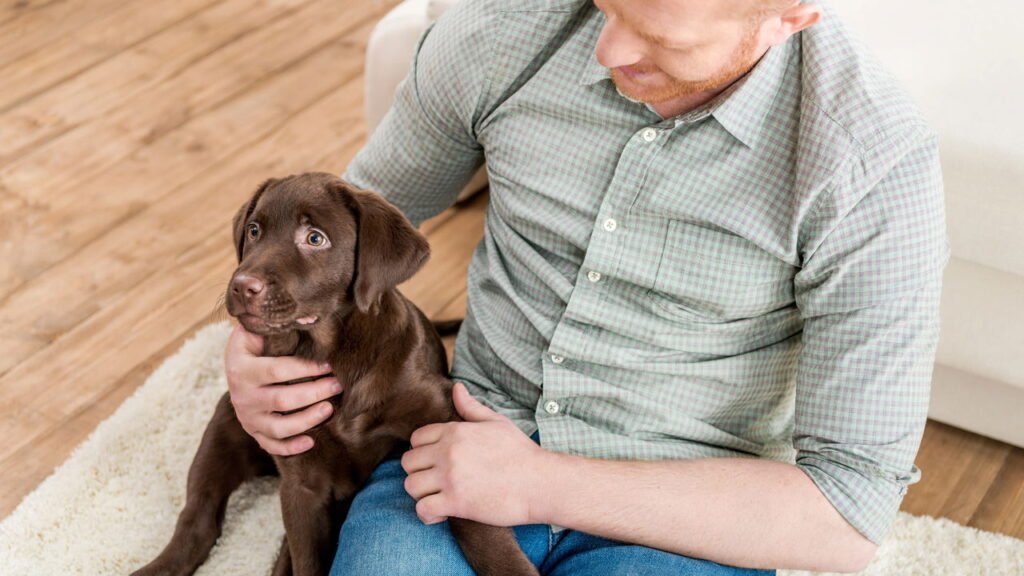 6 sinais de que seu cachorro odeia ser abraçado