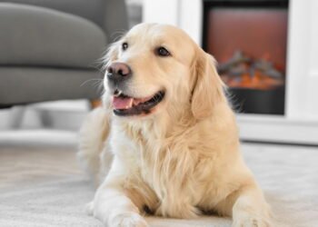 Esse erro comum no calor pode colocar a vida do seu pet em risco