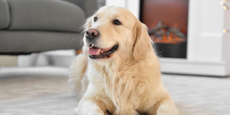 Esse erro comum no calor pode colocar a vida do seu pet em risco