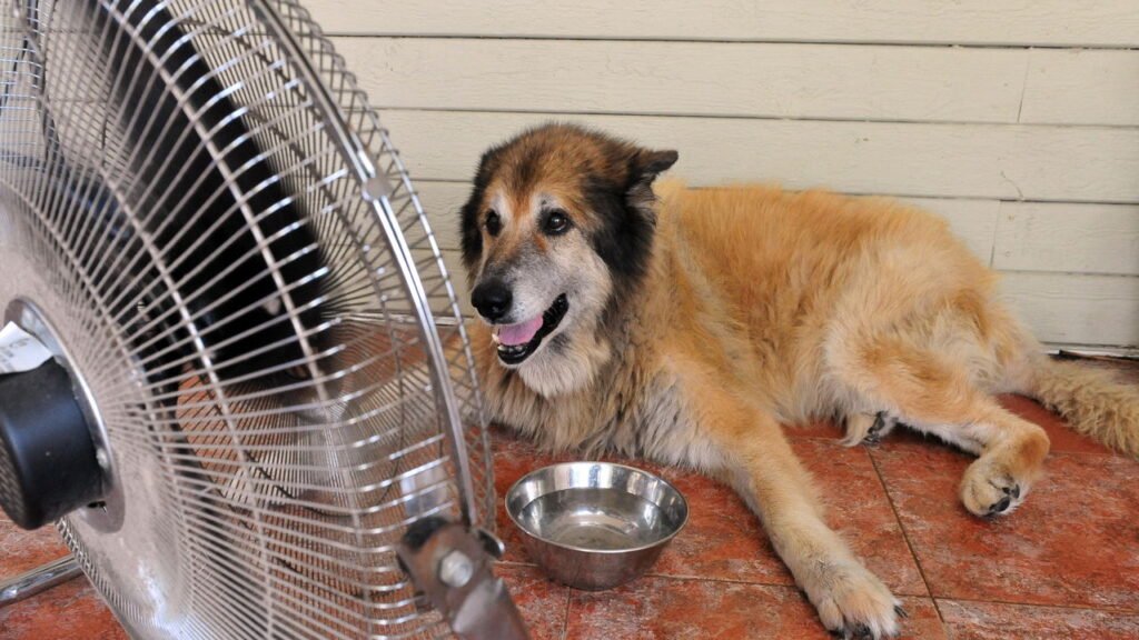 Esse erro comum no calor pode colocar a vida do seu pet em risco