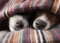 O que a ciência diz sobre quem deixa o pet dormir na cama