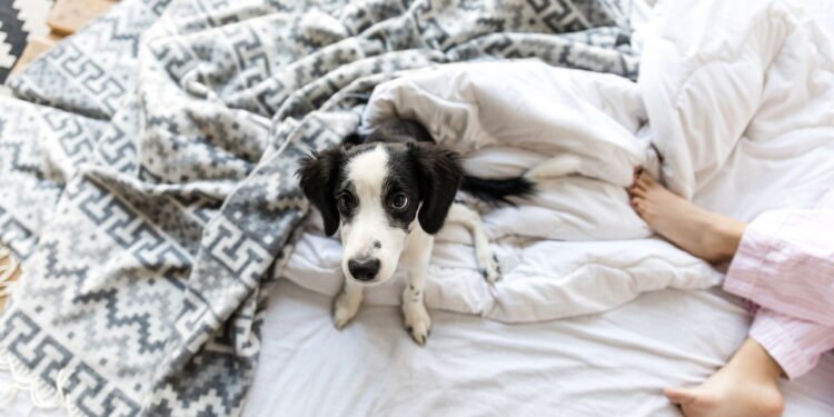 O melhor lugar para seu cão dormir no inverno segundo veterinários