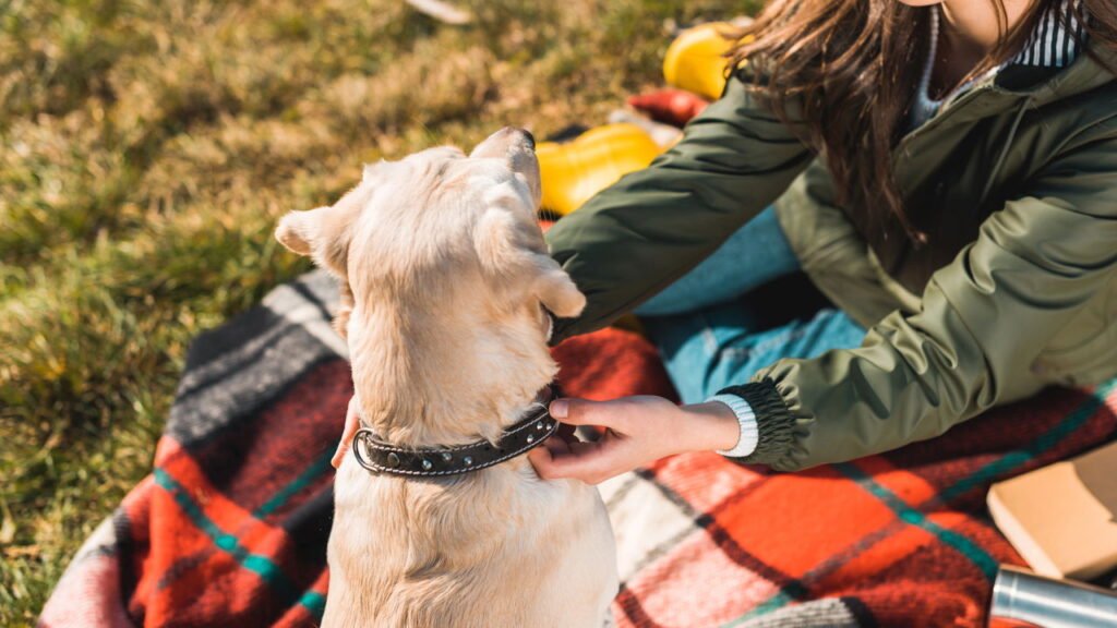 Evite erros graves ao soltar o cão da coleira. Aprenda como garantir segurança, obediência e tranquilidade nos passeios.