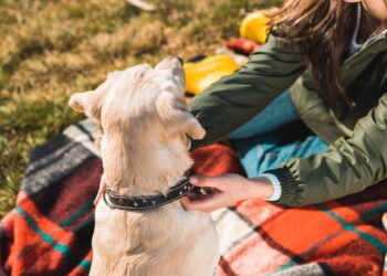 Evite erros graves ao soltar o cão da coleira. Aprenda como garantir segurança, obediência e tranquilidade nos passeios.