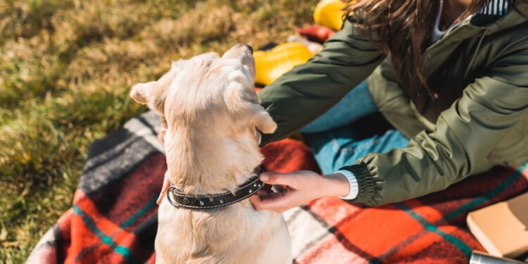 Evite erros graves ao soltar o cão da coleira. Aprenda como garantir segurança, obediência e tranquilidade nos passeios.