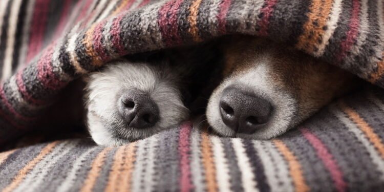 7 itens que todo kit de emergência pet precisa ter de verdade