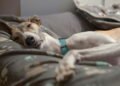 Dormir com animais virou hábito comum e a ciência explica o motivo