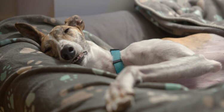 Cachorro dormindo na cama - Créditos: depositphotos.com / RhysL