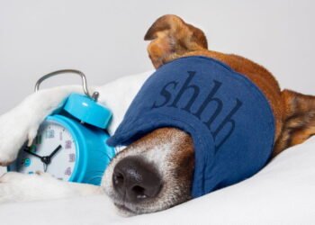 É isso o que significa quando um cachorro dorme no travesseiro do seu dono