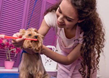 5 causas comuns do mau hálito em filhotes e o que fazer