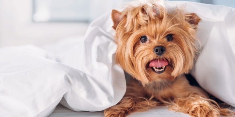 Por que seu cão insiste em dormir ao seu lado toda noite