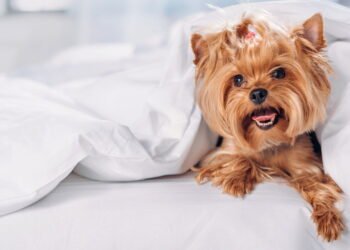 O segredo para dormir com seu pet sem transformar a cama num caos, segundo especialistas