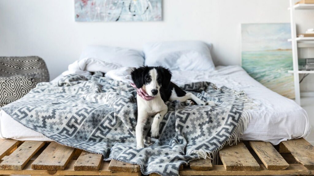 O segredo para dormir com seu pet sem transformar a cama num caos, segundo especialistas