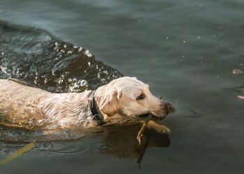 As 7 raças de cães que nadam melhor que muita gente