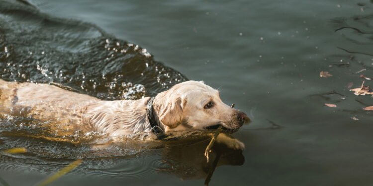 As 7 raças de cães que nadam melhor que muita gente