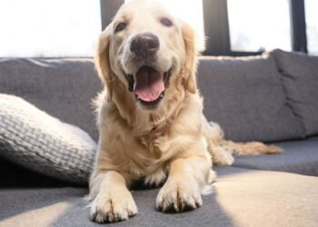 Este erro comum pode prejudicar seu cachorro sem que você perceba