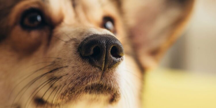 Quanto tempo seu cachorro pode ficar sozinho, de acordo com um veterinário