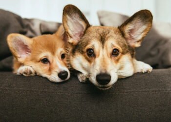 As 3 raças de cachorro mais difíceis para iniciantes