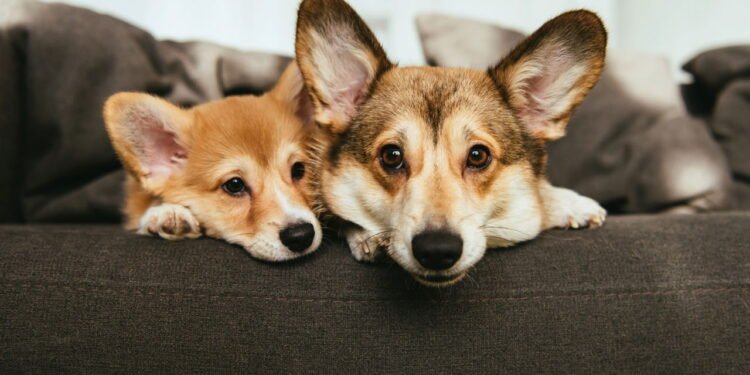 5 dicas essenciais para ajudar seu cachorro a conviver com outros cães