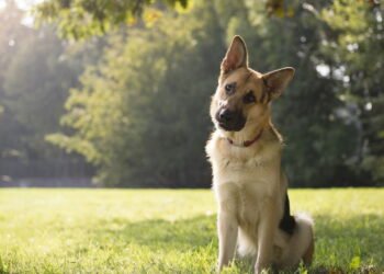 Os superpoderes dos cães que surpreendem até especialistas em comportamento