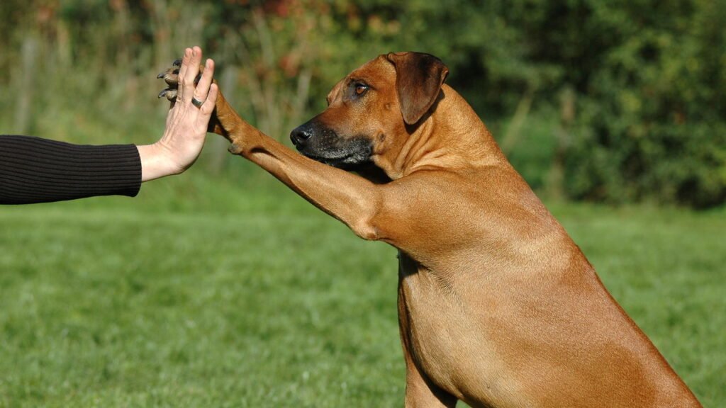 Os superpoderes dos cães que surpreendem até especialistas em comportamento