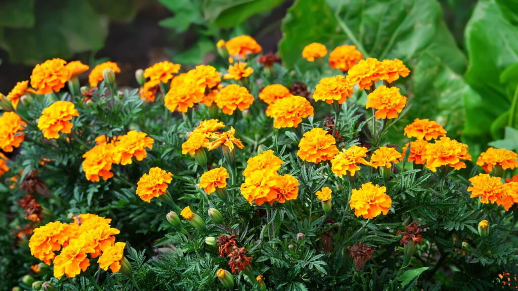 As flores mais fáceis de cultivar que deixam seu jardim vivo o ano todo