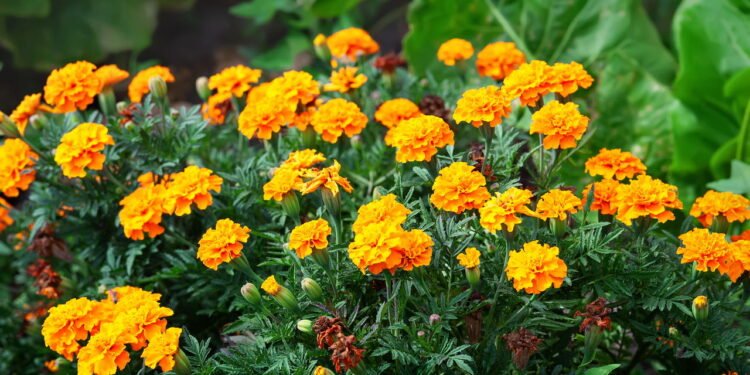 As flores mais fáceis de cultivar que deixam seu jardim vivo o ano todo