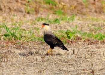 O que significa quando um carcará aparece perto da sua casa?