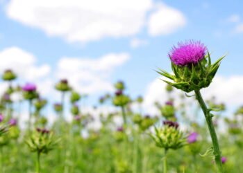 A erva pouco conhecida que protege seu fígado e fortalece seu corpo