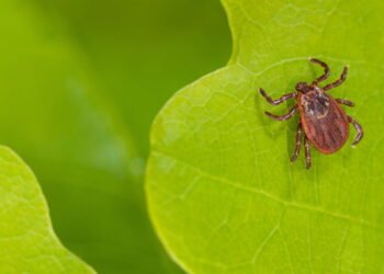 A planta poderosa que protege seu jardim de carrapatos sem usar veneno