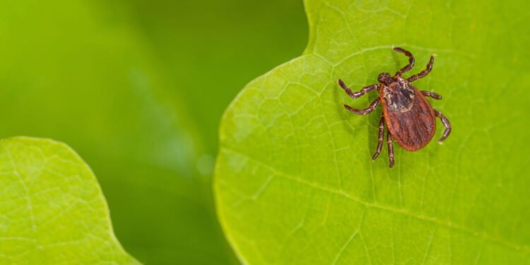 Carrapato no jardim - Créditos: depositphotos.com / cherokee4