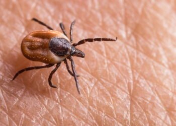 Influenciadora fitness fica paralisada após picada de carrapato