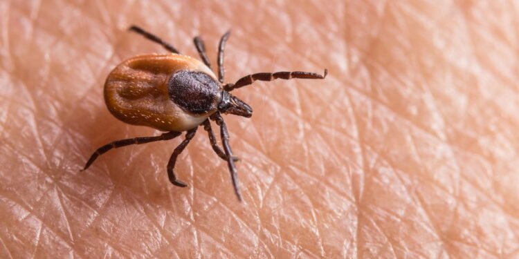 Carrapato - Créditos: depositphotos.com / KPixMining