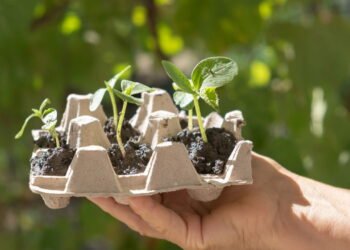 Cartela de ovos viram febre entre quem cultiva plantas em casa
