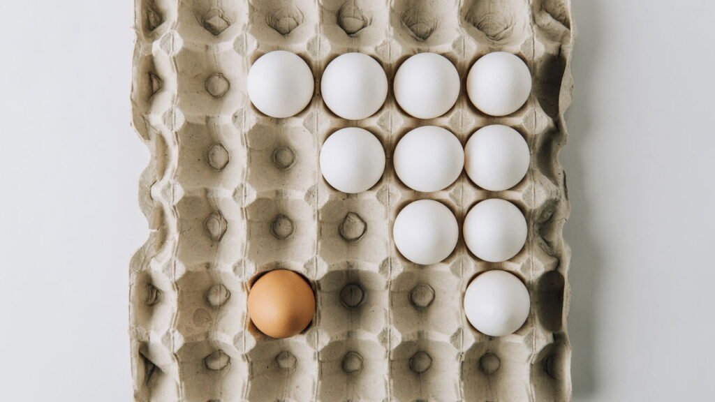 Cartela de ovos viram febre entre quem cultiva plantas em casa
