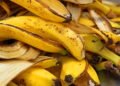 Conheça os benefícios incríveis do fertilizante de casca de banana nas plantas