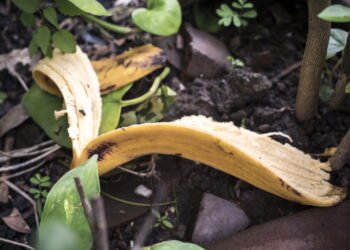 Conheça os benefícios incríveis do fertilizante de casca de banana nas plantas