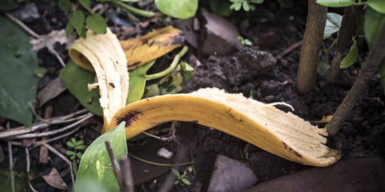 Conheça os benefícios incríveis do fertilizante de casca de banana nas plantas