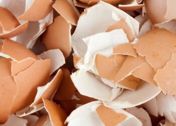 A grande diferença entre ovos marrons e brancos está em algo que ninguém nota