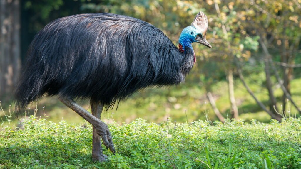 Essa ave tem garras de 12 cm e um comportamento assustador