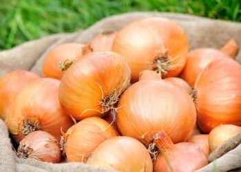 O que acontece no seu corpo quando você come cebola diariamente