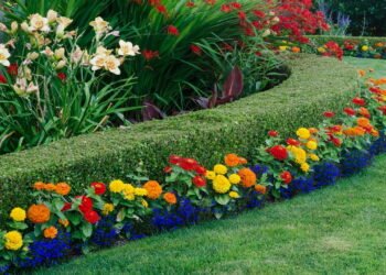 As quatro plantas que deixam seu jardim mais bonito e quase sem manutenção