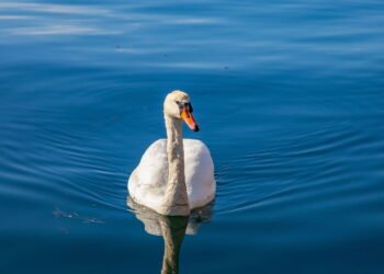5 curiosidades sobre cisnes que vão mudar sua visão sobre essas aves