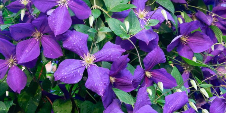 Essa planta vai transformar sua varanda sem esforço